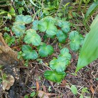 雪割草,庭の画像