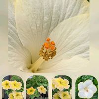 トレニア,ハイビスカス,ペチュニア,ペチュニア,ペチュニアの画像