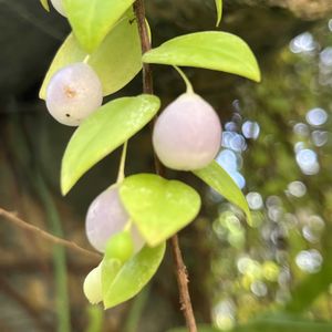 真珠コケモモ,温室,京都府立植物園の画像