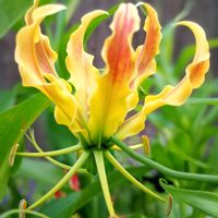 グロリオサ,ジニア（百日草）,グロリオサ「アフリカーナ.」,球根植物,癒しの画像
