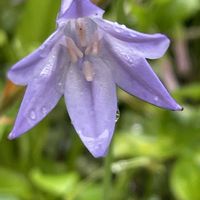 トリテレイア,花壇,ガーデニング,山野草,キジカクシ科の画像