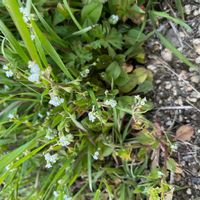 キュウリグサの画像