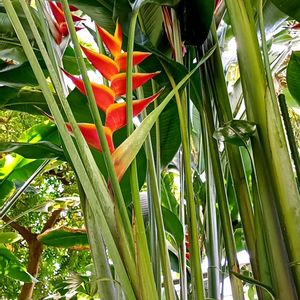 ヘリコニア,植物園,温室の画像