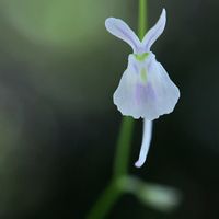 ウサギゴケ,モウセンゴケ,ウツボカズラ,ミミカキグサ・クリオネ,ハエトリ草の画像