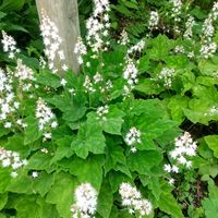 クリンソウ,ティアレラ,ミツバシモツケ,ティアレラ シルベラード,メコノプシス・グランディスの画像