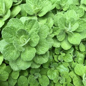 アロマティカス,多肉植物,ガーデニング,緑のある暮らし,植物のある暮らしの画像