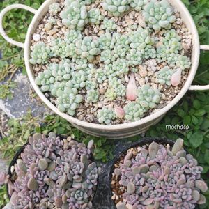 姫イワダレソウ,リンダリンダ,ビーンスプラウト,ビーンスプラウト葉挿し,リンダリンダ葉挿しの画像