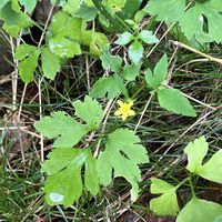 キツネノボタンの画像