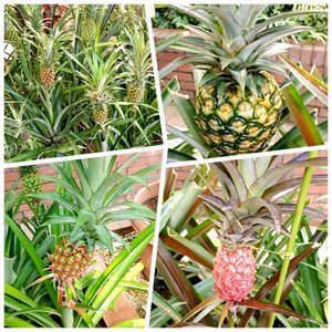パイナップル,植物園,温室の画像