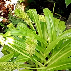 パイナップルリリー,植物園,温室の画像