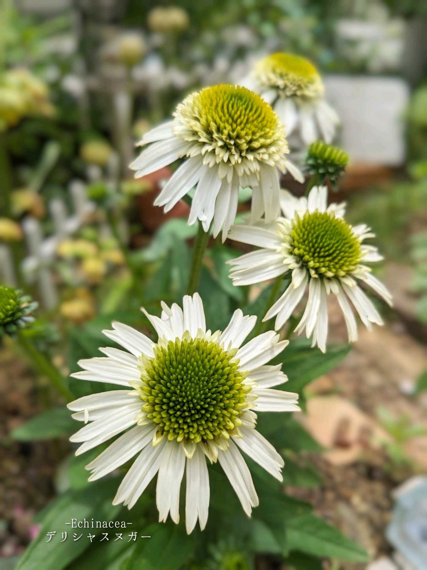 アガスターシェの育て方｜🍀GreenSnap（グリーンスナップ）