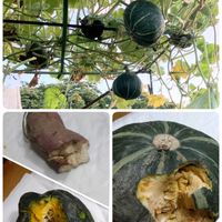 かぼちゃ,ピーナッツ,マクワウリ,サツマイモ,空中栽培の画像