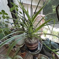 オリヅルラン,オリヅルラン,ユーフォルビアオンコクラータ,プラティセリウム・ネザーランド,今日のお花の画像