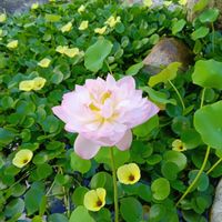 ペチュニア,睡蓮,ウォーターポピー,ペチュニア　ライム,PRの画像