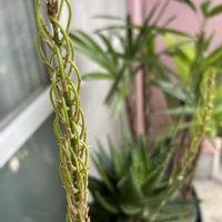 カンノンチク,アロエ 不夜城,アンモナイト,梅田ガーデンアベニュー,バルコニー/ベランダの画像