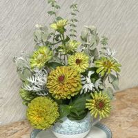 ヘリクリサム　ペティオラレ,ロータス ブリムストーン,ジニアクイーン,ジニアクイーンライム,ウェッジウッドの画像