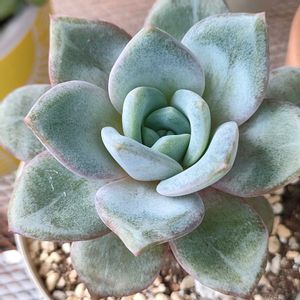 エケベリア,白水晶,氷山,ドイツシャンペン,多肉植物の画像