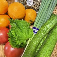トマト,トマト,きゅうり シャキット,葉ネギ,葉ネギの画像