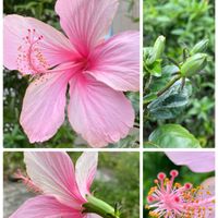 ハイビスカス,唐辛子,朝顔,ヘリオトロープ,季節を楽しむの画像