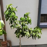 ライチ,ライチ,ライチ 玉荷包,ライチ 玉荷包,南国植物の画像