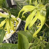 イランイラン,南国の花,芳香する花,庭の画像