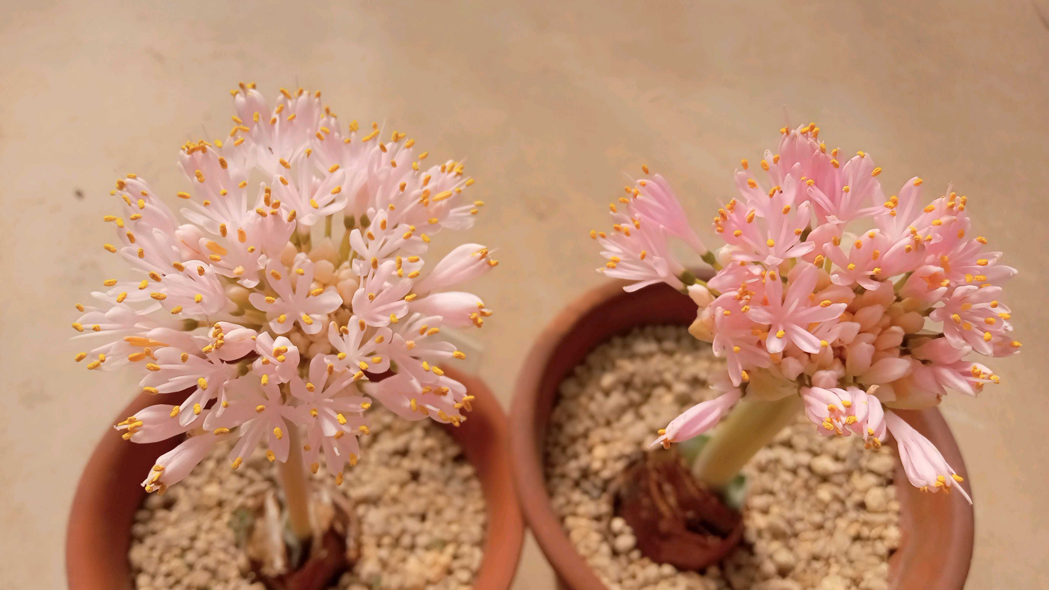 ハエマンサス(マユハケオモト)の育て方｜水やり頻度は？植え替え