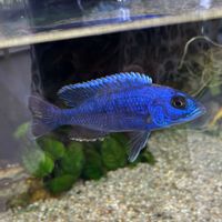 テーブルヤシ,セローム,アクアリウム,阪急西宮ガーデンズの画像