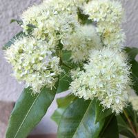 アスター,サルスベリ,レモンマートル,ユーパトリウム,ハーブの画像