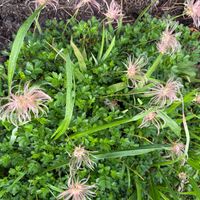 オキナグサの画像