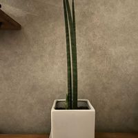 キリンドリカ,サンスベリア キリンドリカ,サンセベリア スタッキー,サンセベリア,サンスべリアの画像