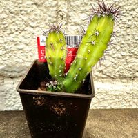 サボテン,ダイソーサボ,多肉植物とサボテン,ダイソー産,100均観葉植物の画像