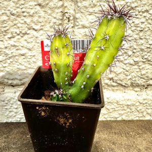 サボテン,ダイソーサボ,多肉植物とサボテン,ダイソー産,100均観葉植物の画像