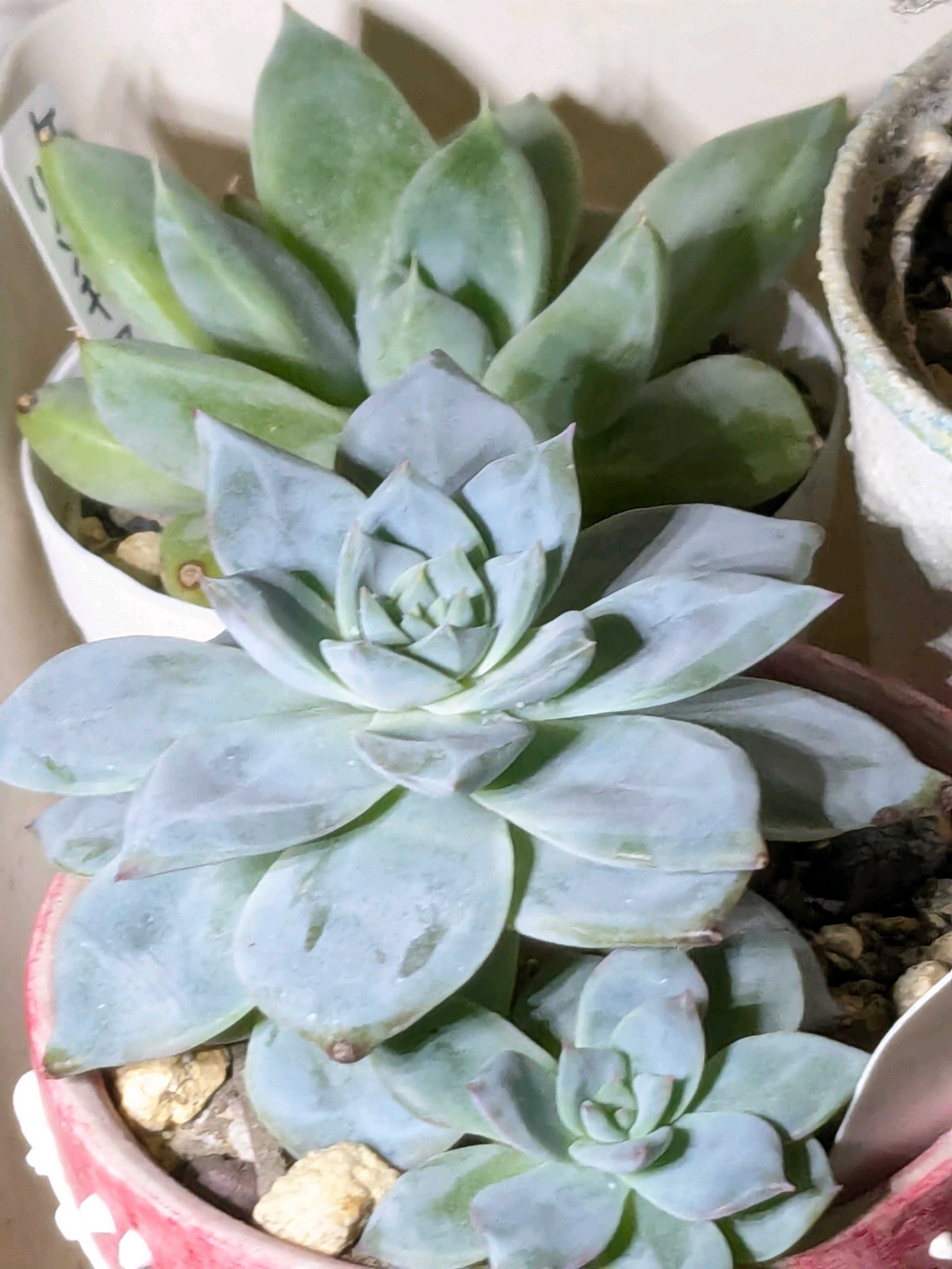 ケッセルリンギアナの一覧｜🍀GreenSnap（グリーンスナップ）