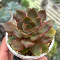 グーズベリー,多肉植物,成長記録,タニラー,多肉男子の画像