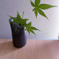 モミジ,一輪挿し,信楽焼,iPhone撮影,asingleflowervaseの画像
