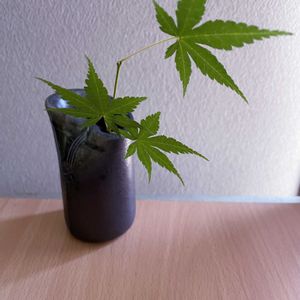 モミジ,一輪挿し,信楽焼,iPhone撮影,asingleflowervaseの画像