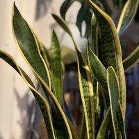 クレマチス,オタフクナンテン,サンスべリア,熱中症にご注意！,お花や植物が心から好きな人と〜の画像