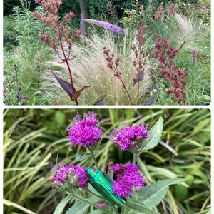 ヘリオプシス,ルドベキア グリーンウィザード,キキョウ（桔梗）,ヤナギタムラソウ,シュウメイギク（秋明菊）の画像