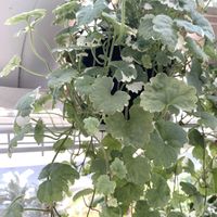 グレコマ,カキドオシ,グレコマ バリエガータ,ベランダの画像