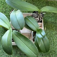 胡蝶蘭,胡蝶蘭,大輪胡蝶蘭,植え替え,ラン科の画像
