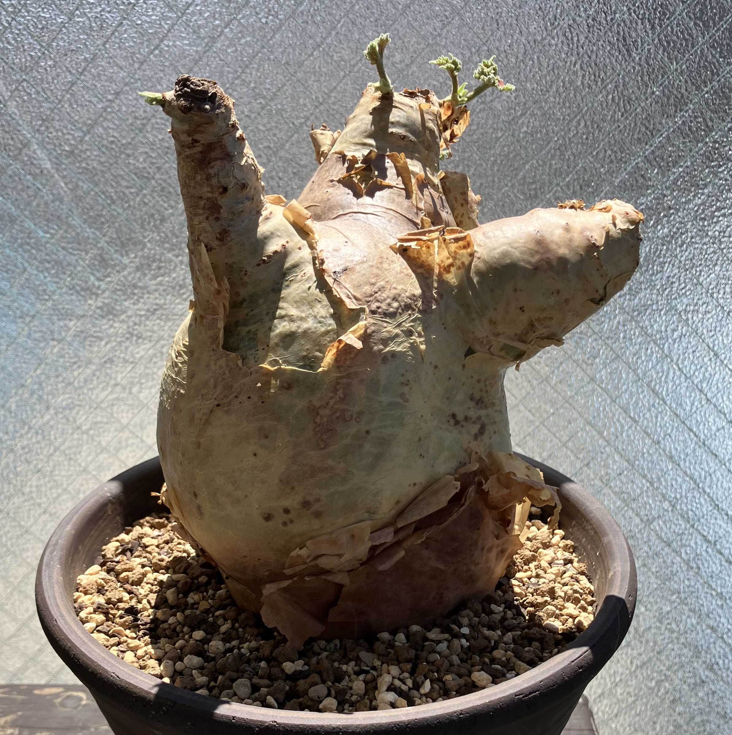 キフォステンマ ウター マクロプスの一覧｜🍀GreenSnap（グリーン