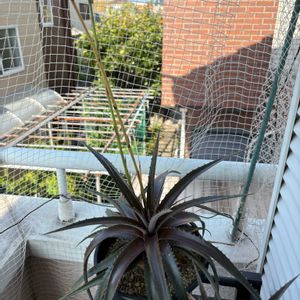 ディッキア　レッドデビル,多肉植物,ディッキア,パイナップル科,ベランダ多肉の画像