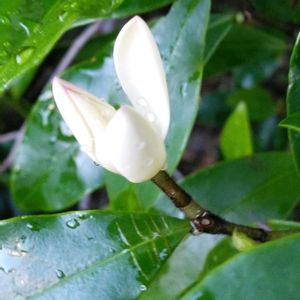 カラタネオガタマの画像