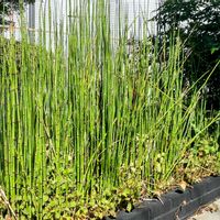 トクサ,背高ノッポさん,通り道の薬局隣りの花壇に,昨日の早朝散歩での画像