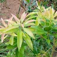 馬酔木(アセビ）の画像