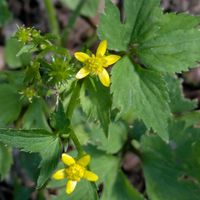 キツネノボタンの画像