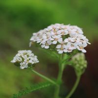 オレガノ,ノコギリソウ,花のある暮らし,ハーブのある暮らし,今日のお花の画像