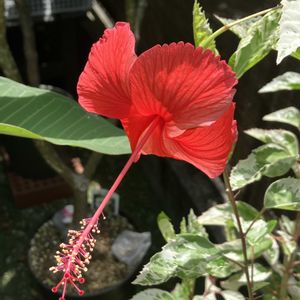 ハイビスカス,多肉植物,塊根植物,コーデックス,花のある暮らしの画像