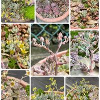 秋麗,多肉ちゃんいろいろ,パープルディライト,4/4,5/12の画像