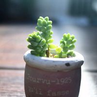 ビアホップ ,新玉つづり（ビアホップ）の画像